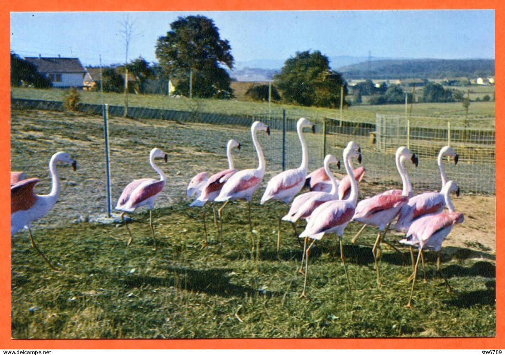 88 ETIVAL CLAIREFONTAINE Les Flamants Roses Du Chili CIM Carte Vierge TBE - Etival Clairefontaine