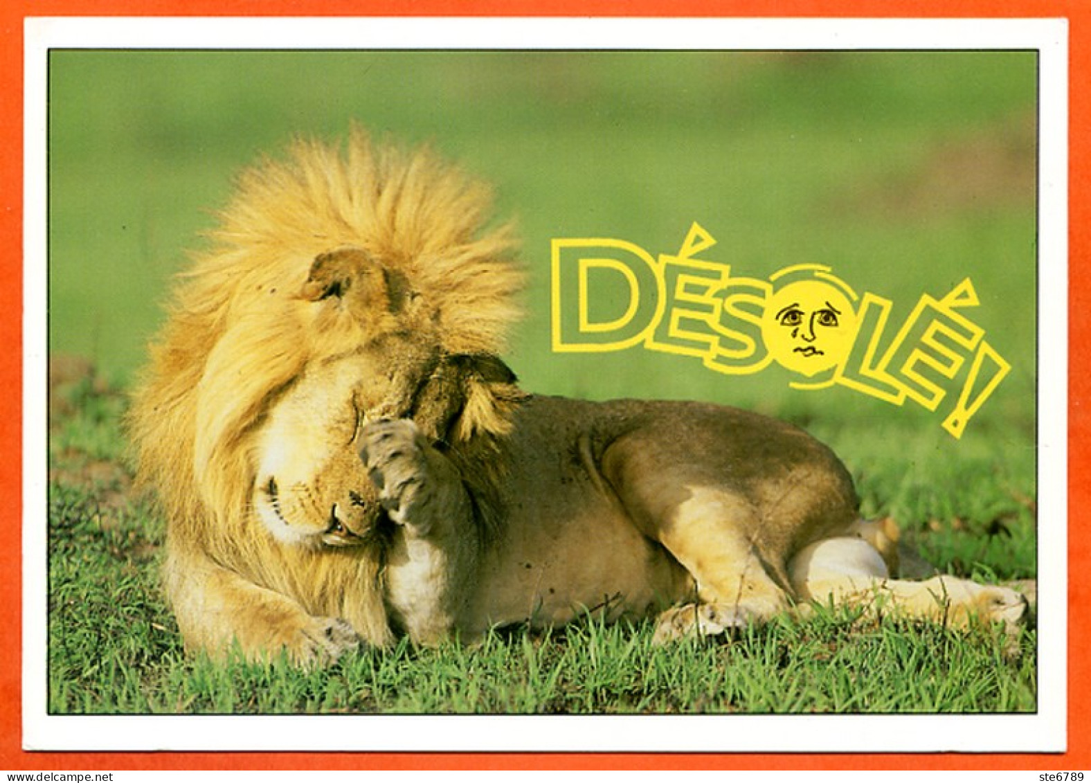 Animal Lion Humour FUNNYS Désolé ! Carte Vierge TBE - Lions