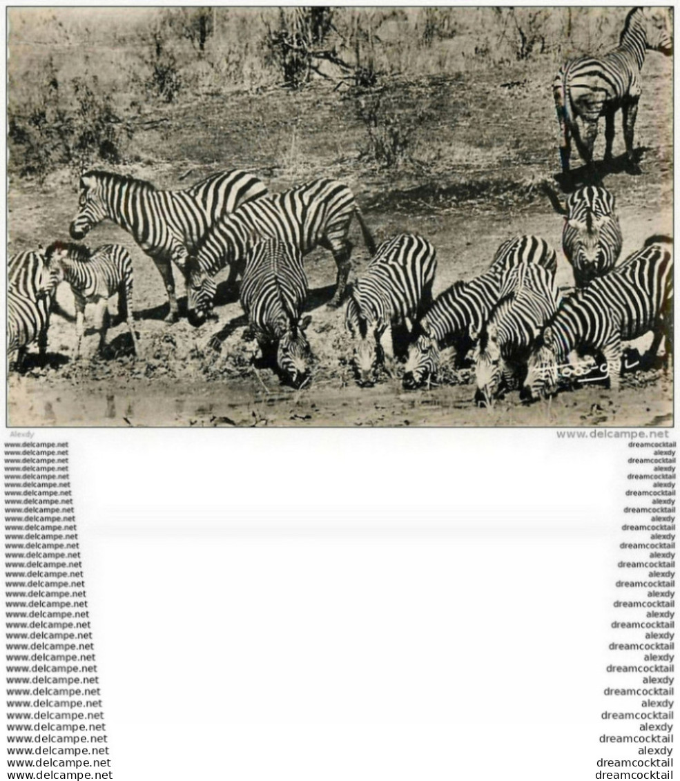 Photo Cpm Cpsm ANIMAUX. Zèbres Buvant à La Rivière - Zebras