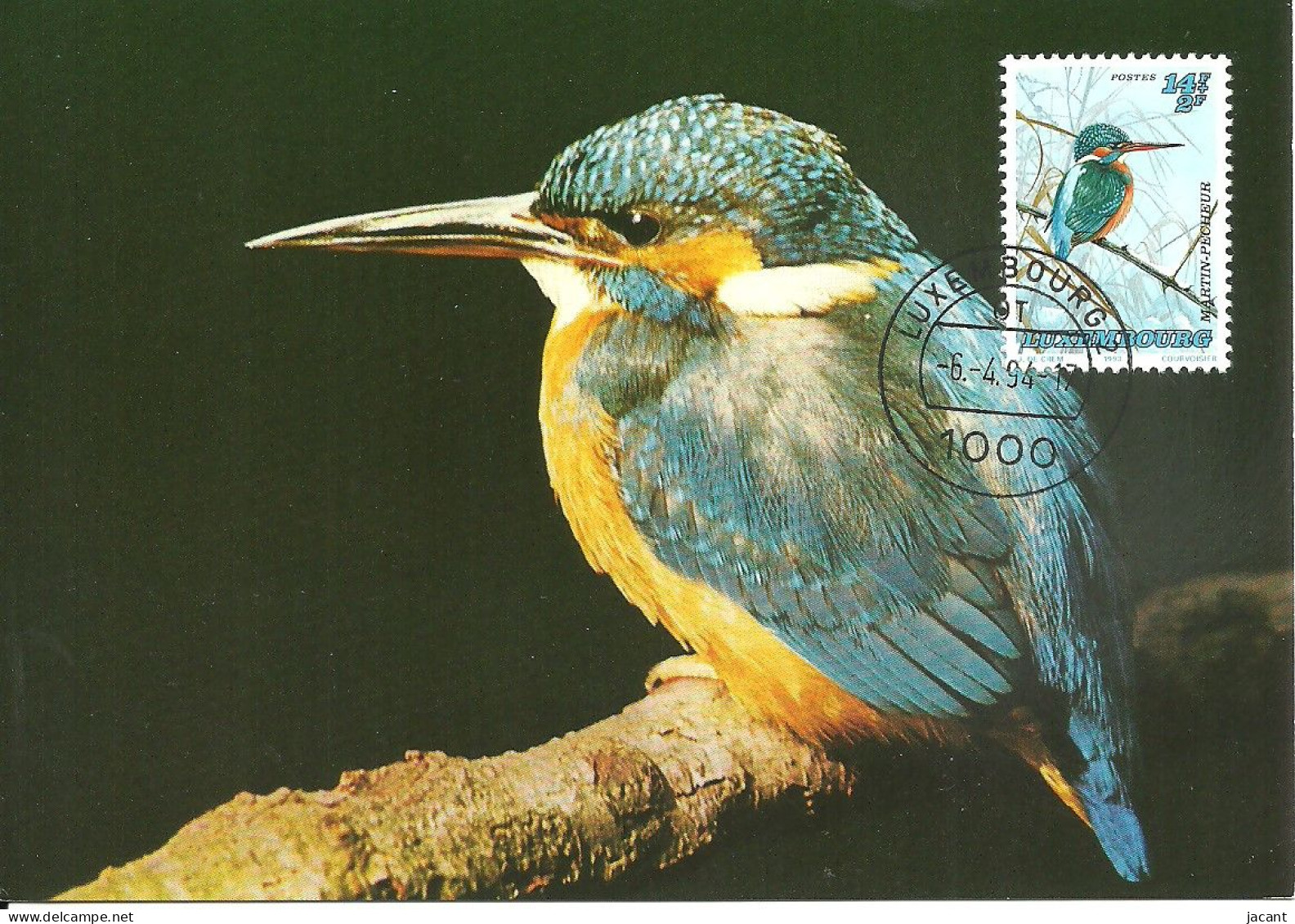 Carte Maximum - Oiseaux - Luxembourg - Guarda Rios - Martin Pecheur - Kingfisher - Alcedo Atthis - Cartes Maximum