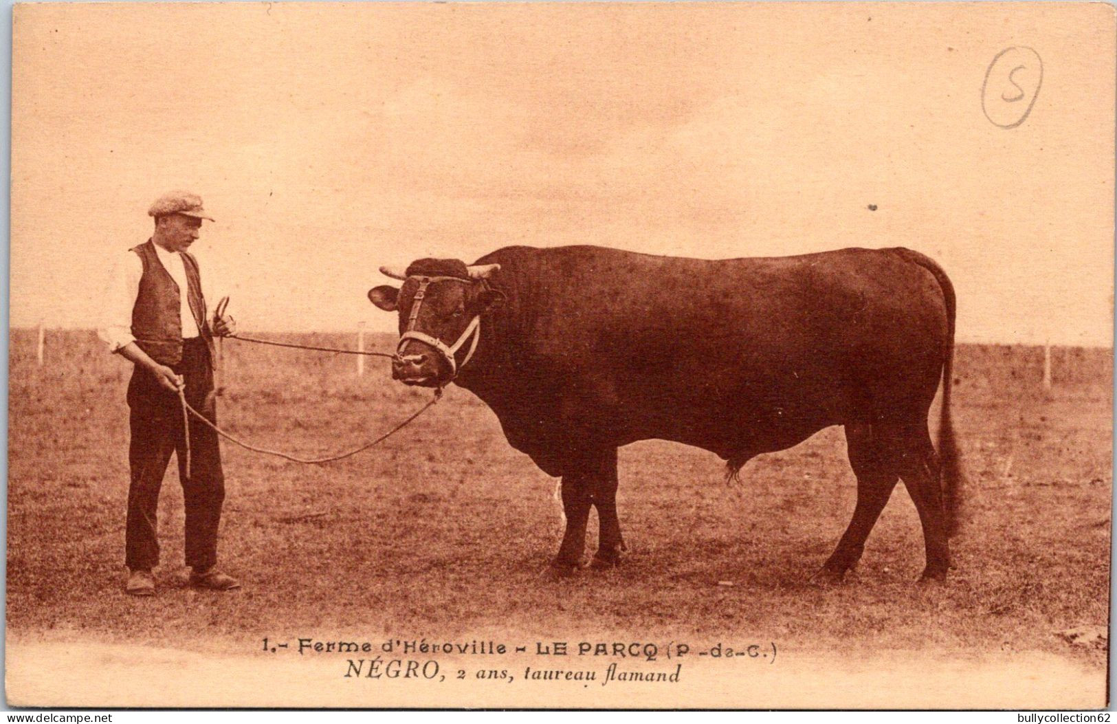 CPA -  SELECTION   -  LE PARCQ  -  Ferme D' Héroville . NEGRO 2 Ans, Taureau Flamand - Le Parcq