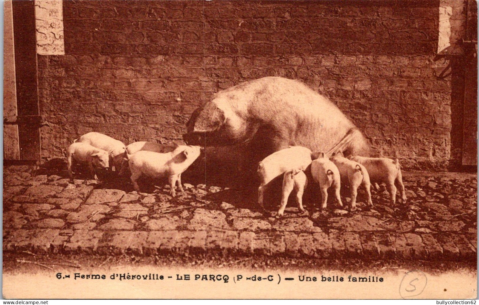CPA -  SELECTION   -  LE PARCQ  -  Ferme D' Héroville . Une Belle Famille (cochons) - Le Parcq