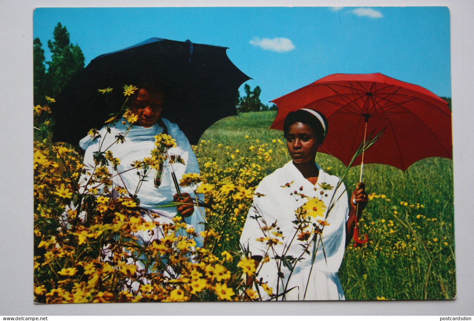 Afrique Africa, Ethiopia, Girl With Maskal Flowers -  Old Postcard - Ethiopie