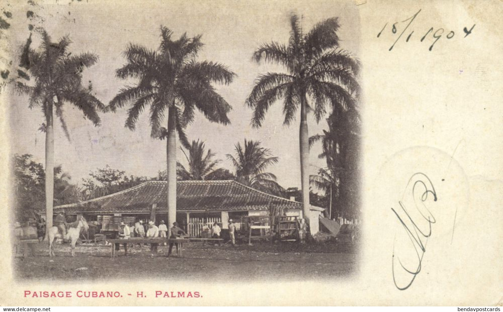 Cuba, HAVANA, Paisage Cubano, H. Palmas, Cuban Landscape (1904) Postcard - Cuba