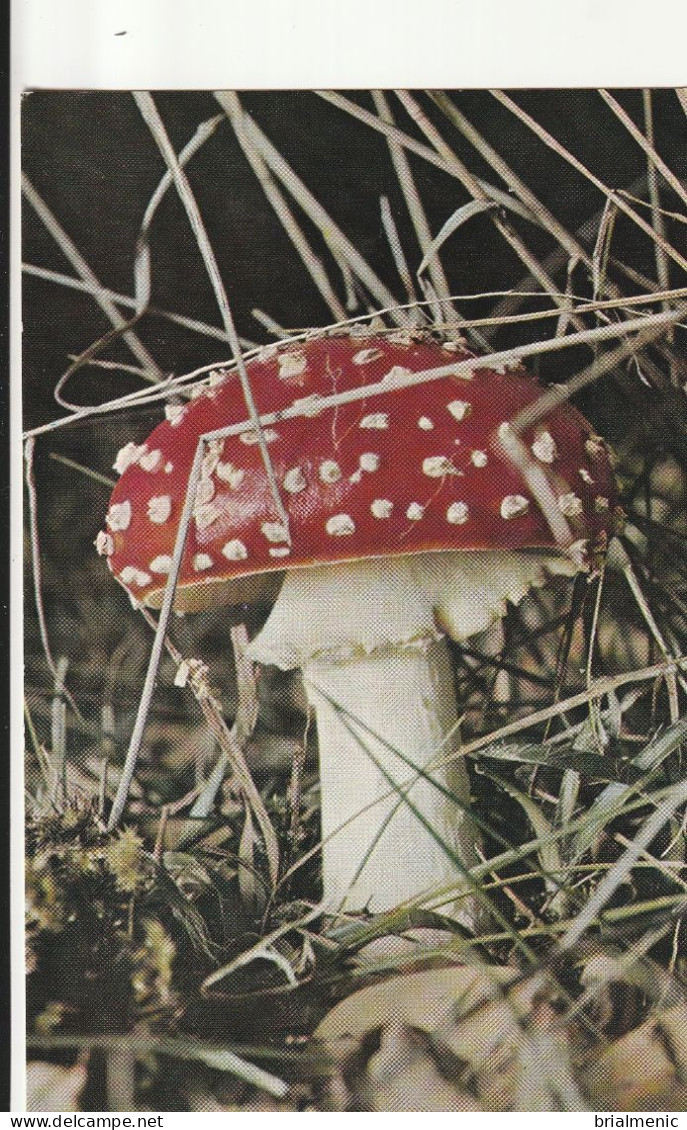 AMANITE TU-MOUCHE - Mushrooms