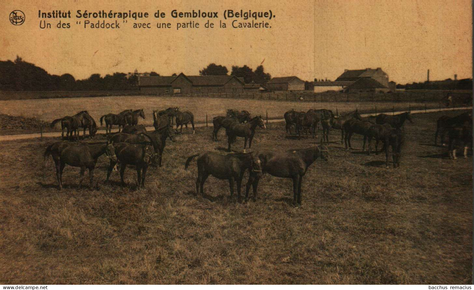 GEMBLOUX - Institut Sérothérapique - Un Des "PADDOCK" Avec Une Partie De La Cavalerie - Gembloux