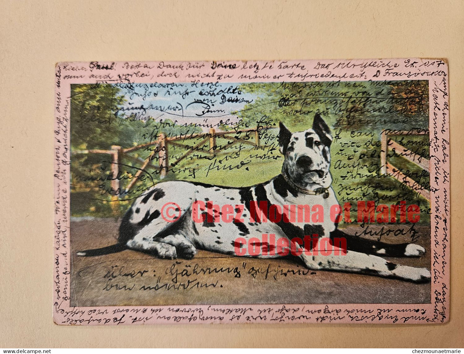 1903 CPA DOG ALLEMAND BERLIN DE PAUL BERGMANN POUR PAUL BARBAZIN ROUEN - Wilmersdorf