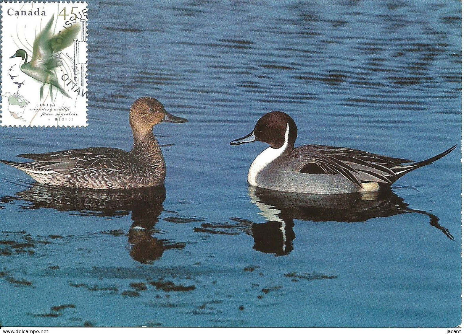 Carte Maximum - Oiseaux - Canada - Marreca Arrabio - Canard Pilet - Pintail - Anas Acuta - Maximumkaarten