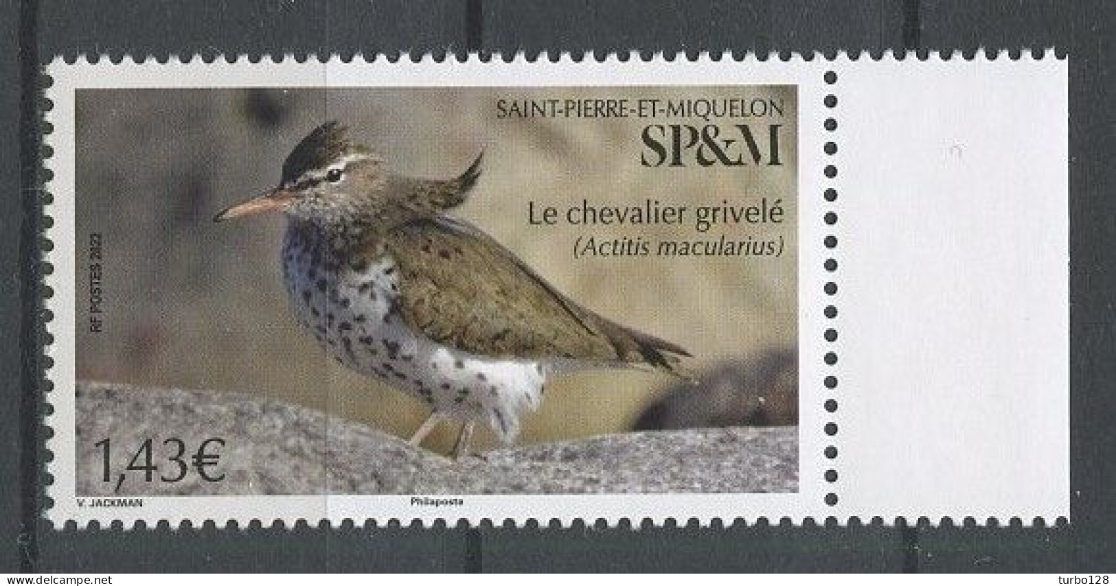 SPM Miquelon 2021 N° 1277 ** Neuf MNH Superbe Faune Oiseau Bird Chevalier Grivelé Actitis Macularius - Unused Stamps