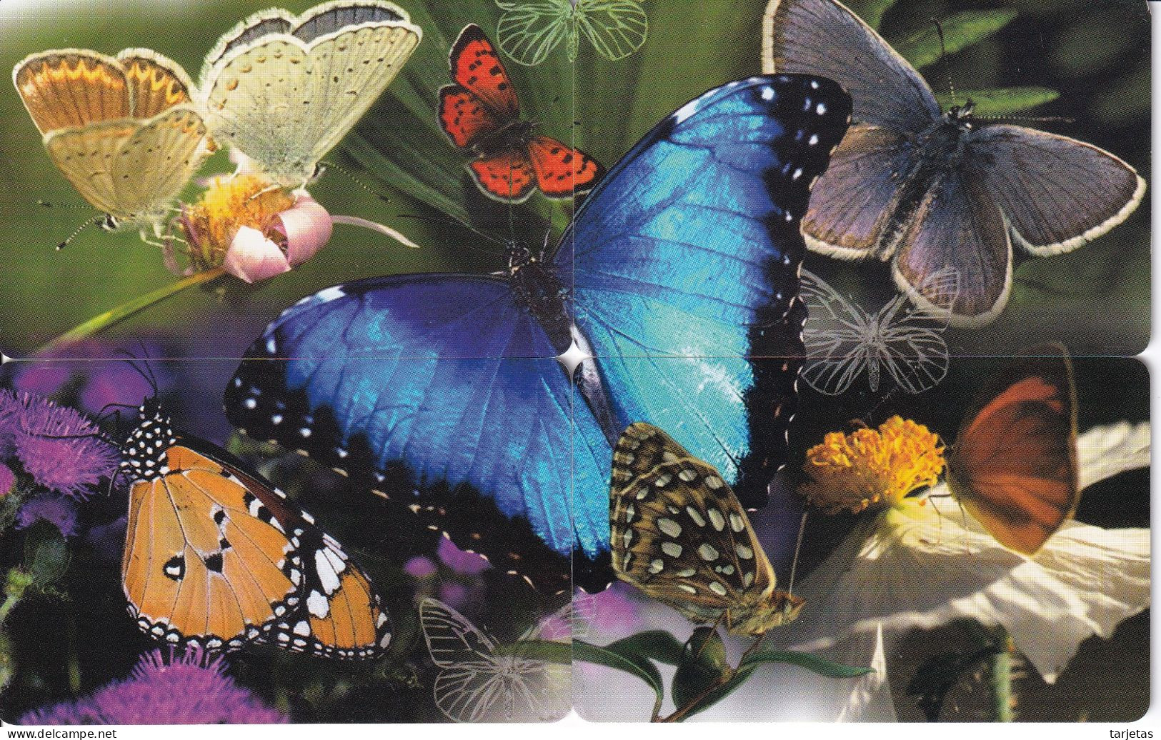 PUZZLE DE 4 TARJETAS DE SUDAFRICA DE UNA MARIPOSA (BUTTERFLY) - Papillons