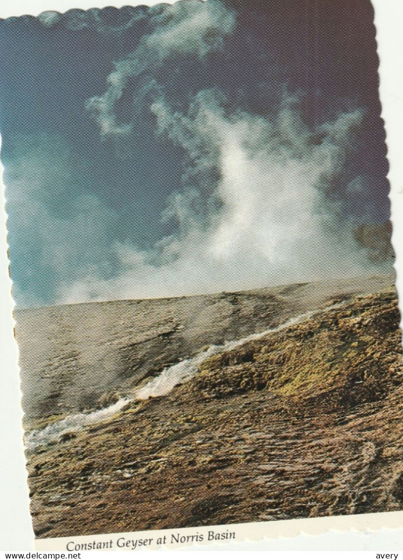 Constant Geyser At Norris Basin In Yellowstone National Park. It Erupts Several Times An Hour To A Height Of 30 To 40 Ft - Yellowstone