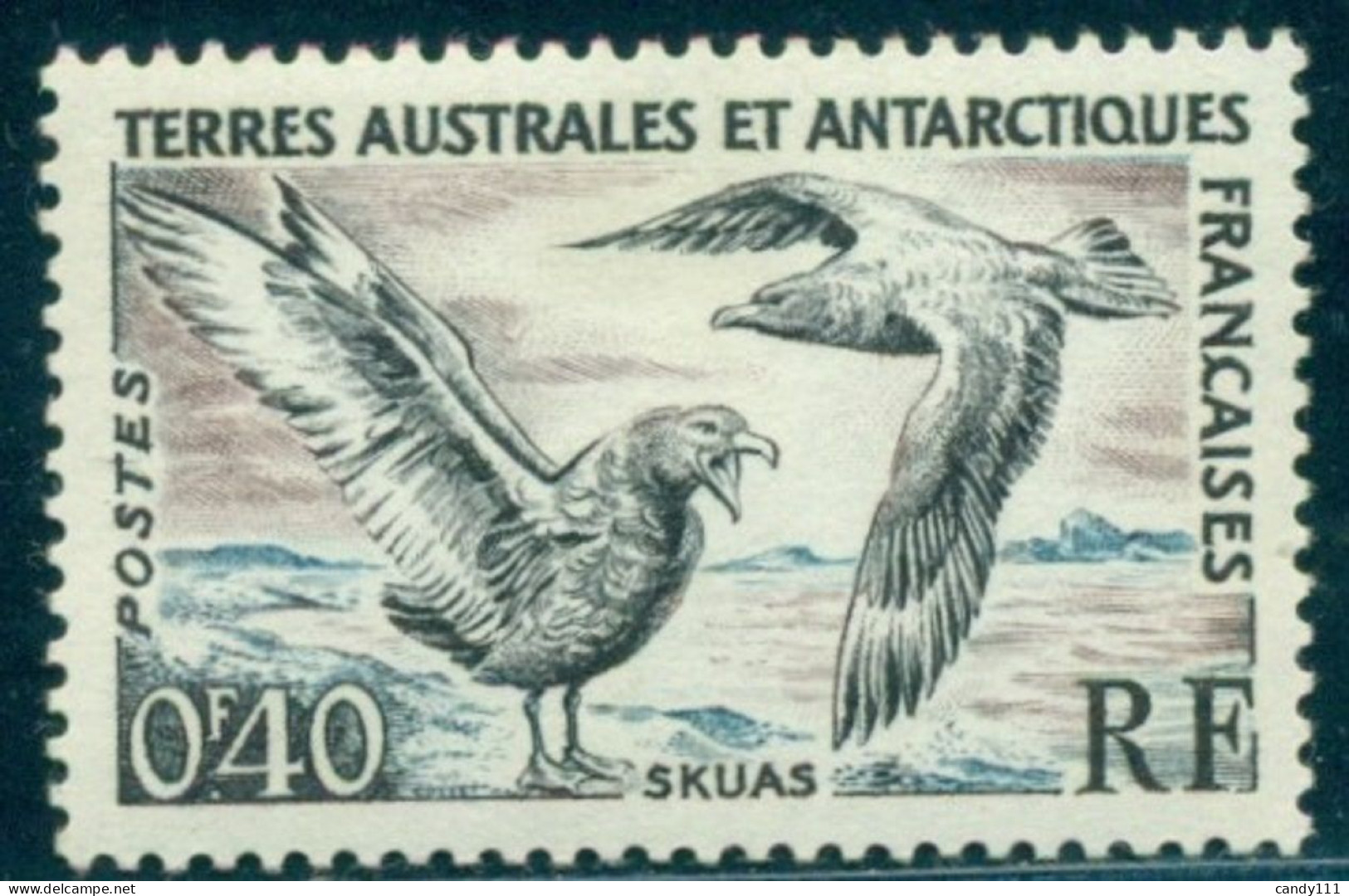 1959 Birds,Seabirds,The Great Skua,TAAF,Mi.15,MNH - Albatrosse & Sturmvögel