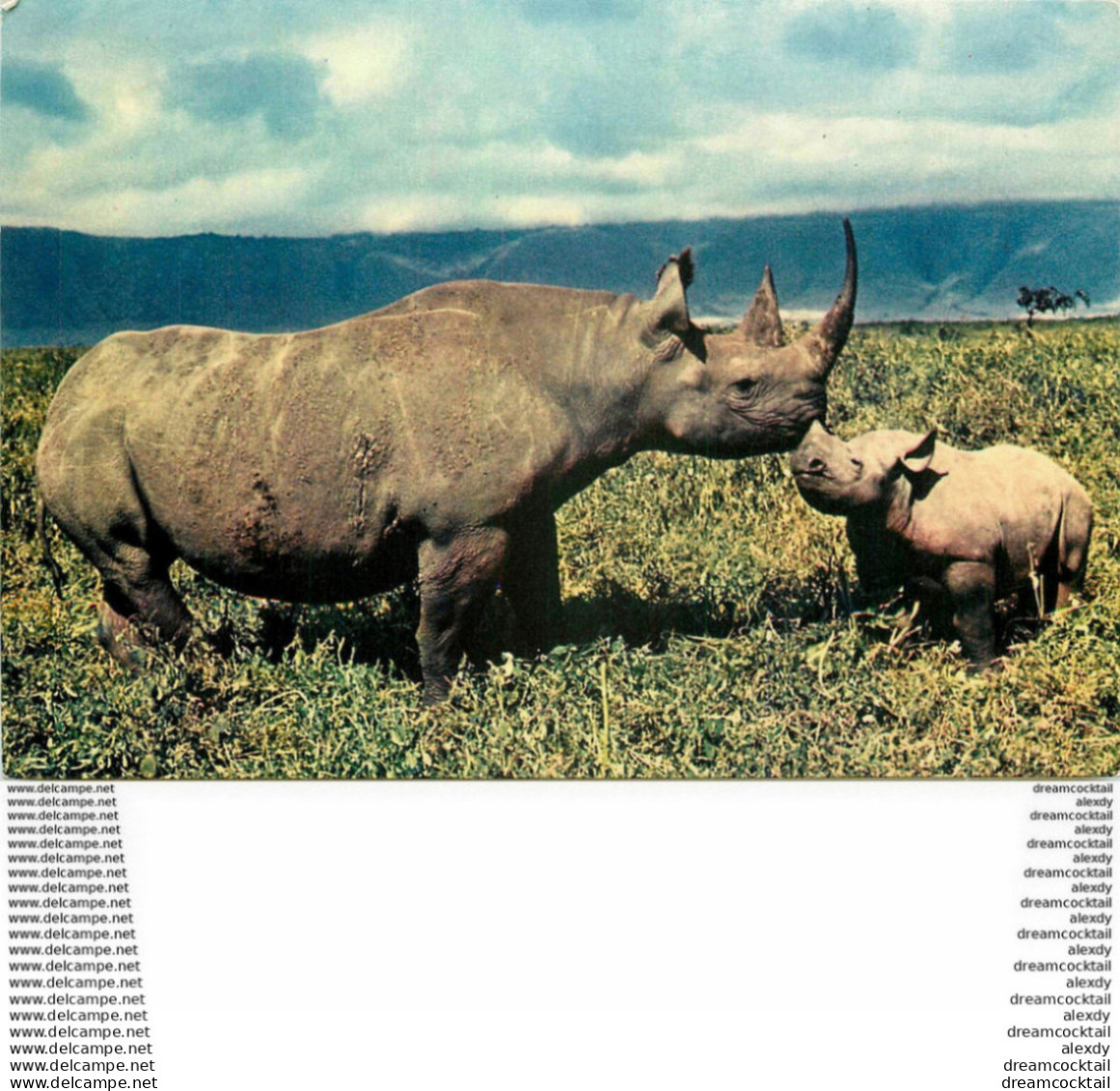 Photo Cpsm Cpm RHINOCEROS - Rhinozeros