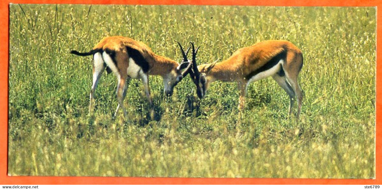 Cartonnette Chocolat Nestlé Merveilles Du Monde 310 LA GAZELLE DE THOMSON Animaux - Cioccolato