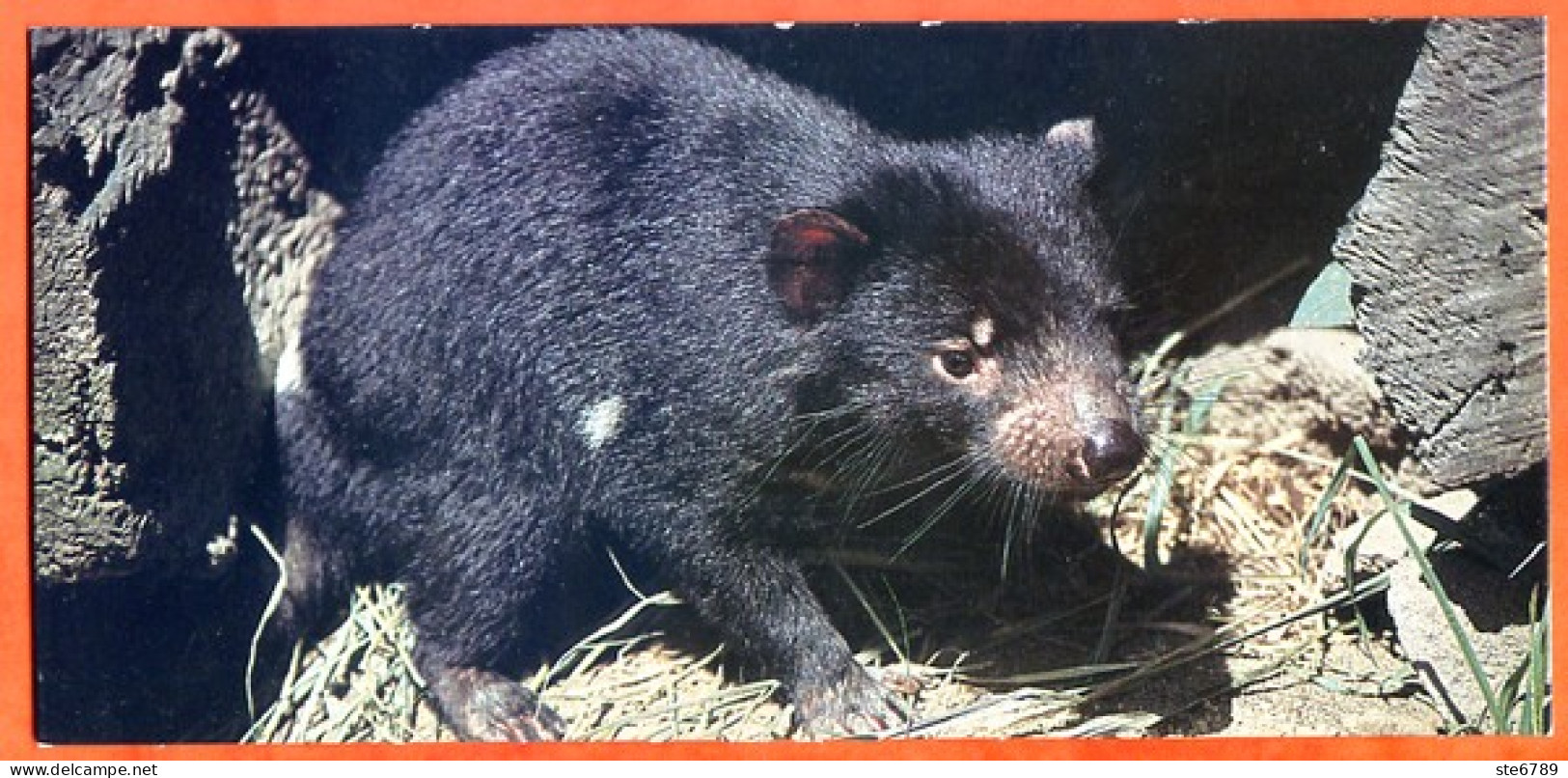 Cartonnette Chocolat Nestlé Merveilles Du Monde 270 LE DIABLE DE TASMANIE  Animaux - Chocolade