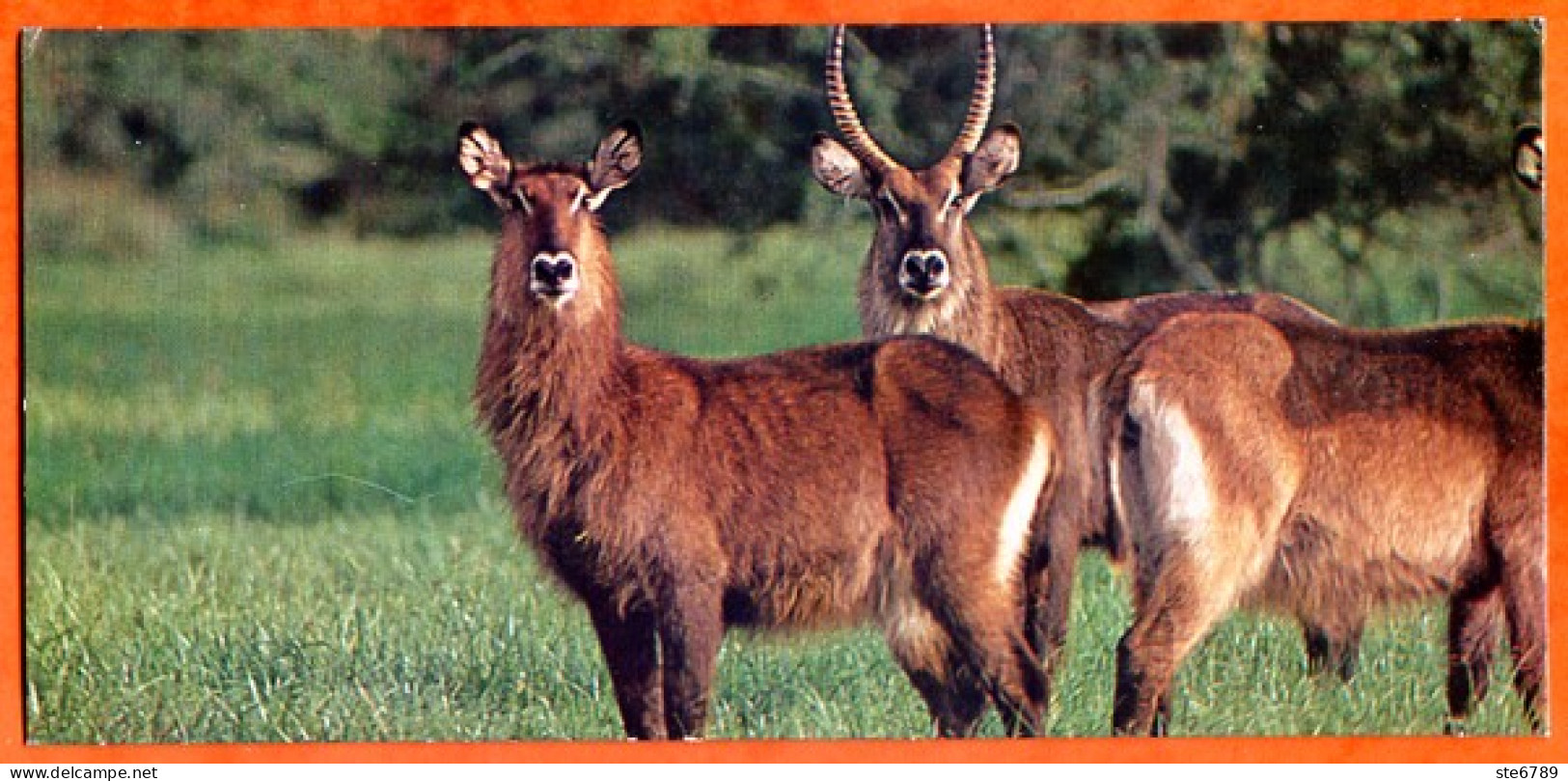 Cartonnette Chocolat Nestlé Merveilles Du Monde 123  LE WATERBUCK  Animaux - Cioccolato