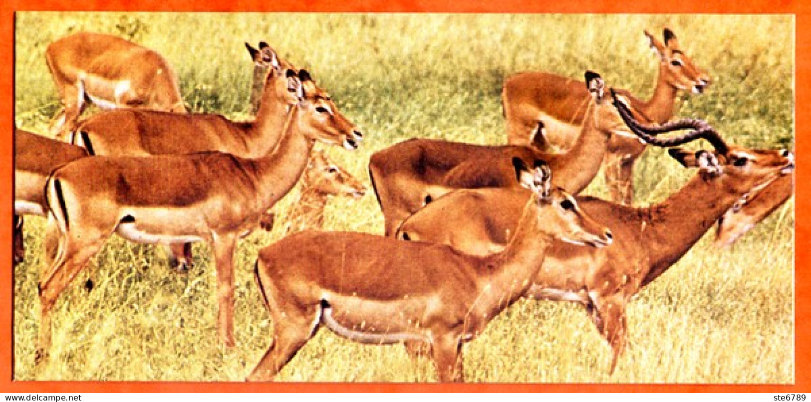 Cartonnette Chocolat Nestlé Merveilles Du Monde 8 LA GAZELLE IMPALA  Animaux - Chocolade