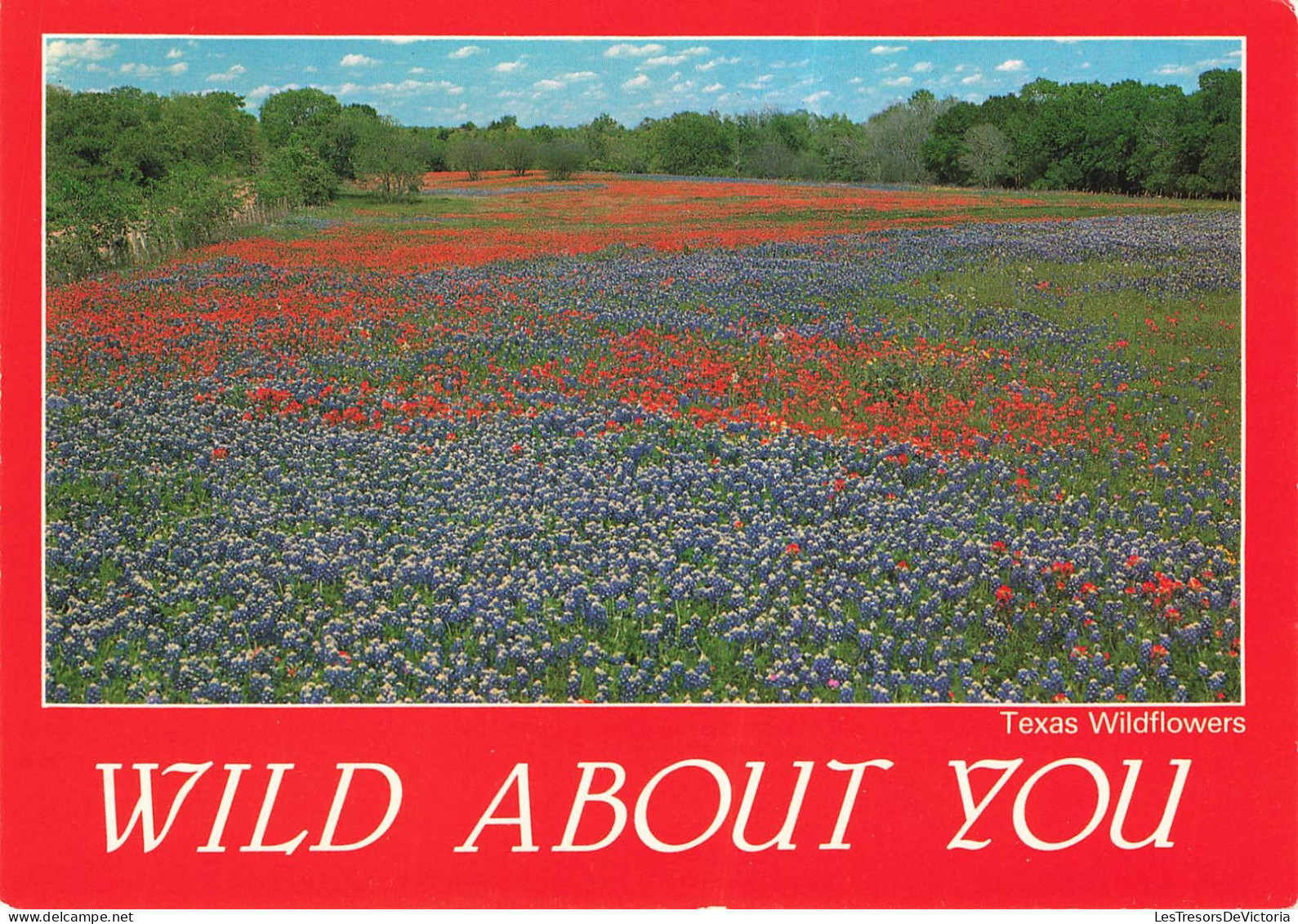 ETATS-UNIS - Texas - Wild About You - Carte Postale - Autres & Non Classés