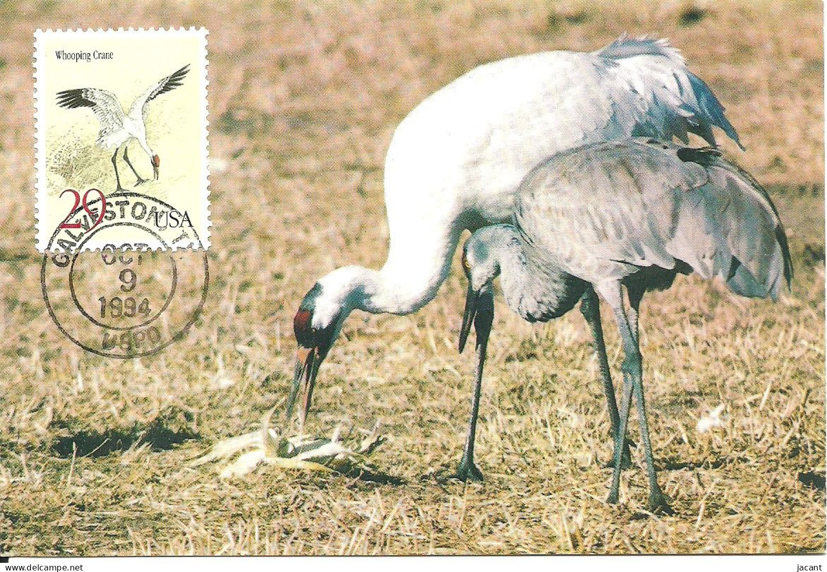 Carte Maximum - Oiseaux - Etats Unis USA - Grou Americano - Grue Blanche - Whooping Crane - Grus Americana - Maximumkaarten