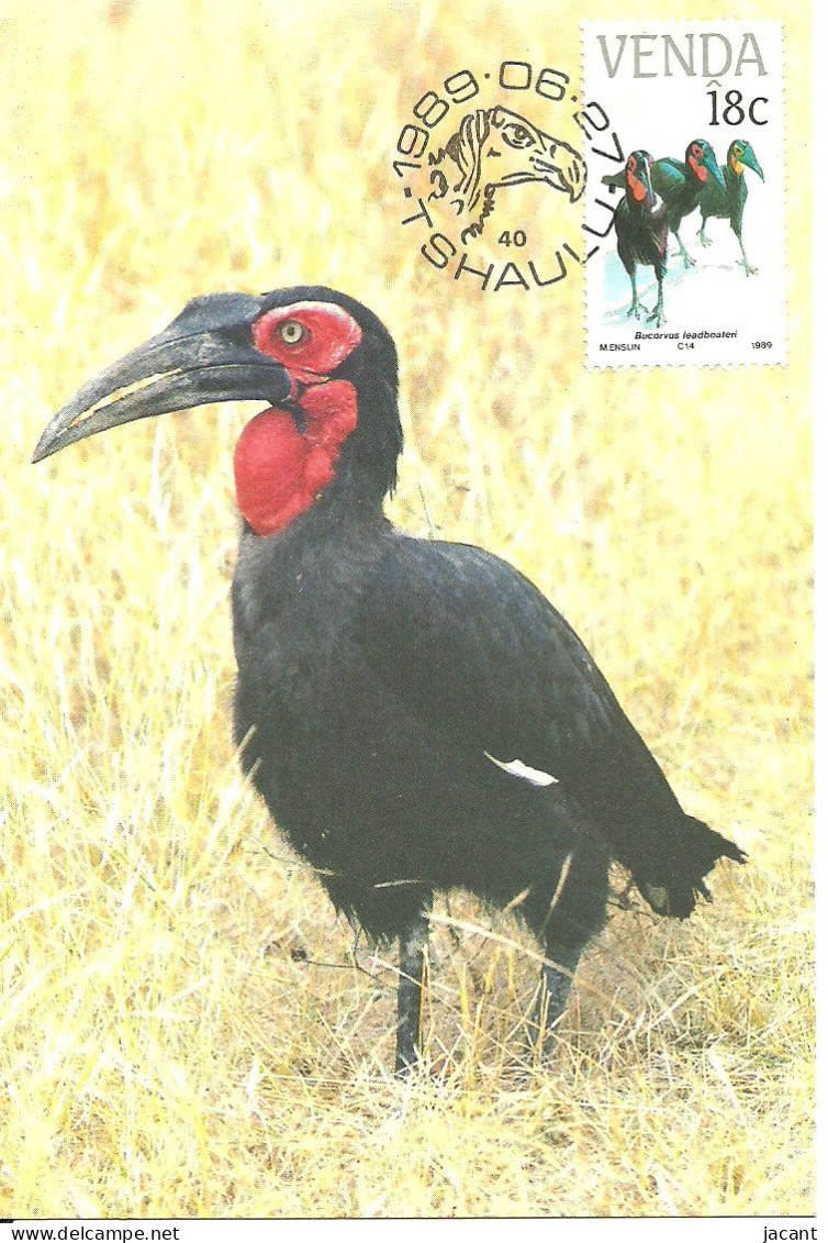 Carte Maximum - Oiseaux - Venda - Calau Gigante - Bucorve Du Sud - Southern Ground Hornbill - Bucorvus Leadbeateri - Venda