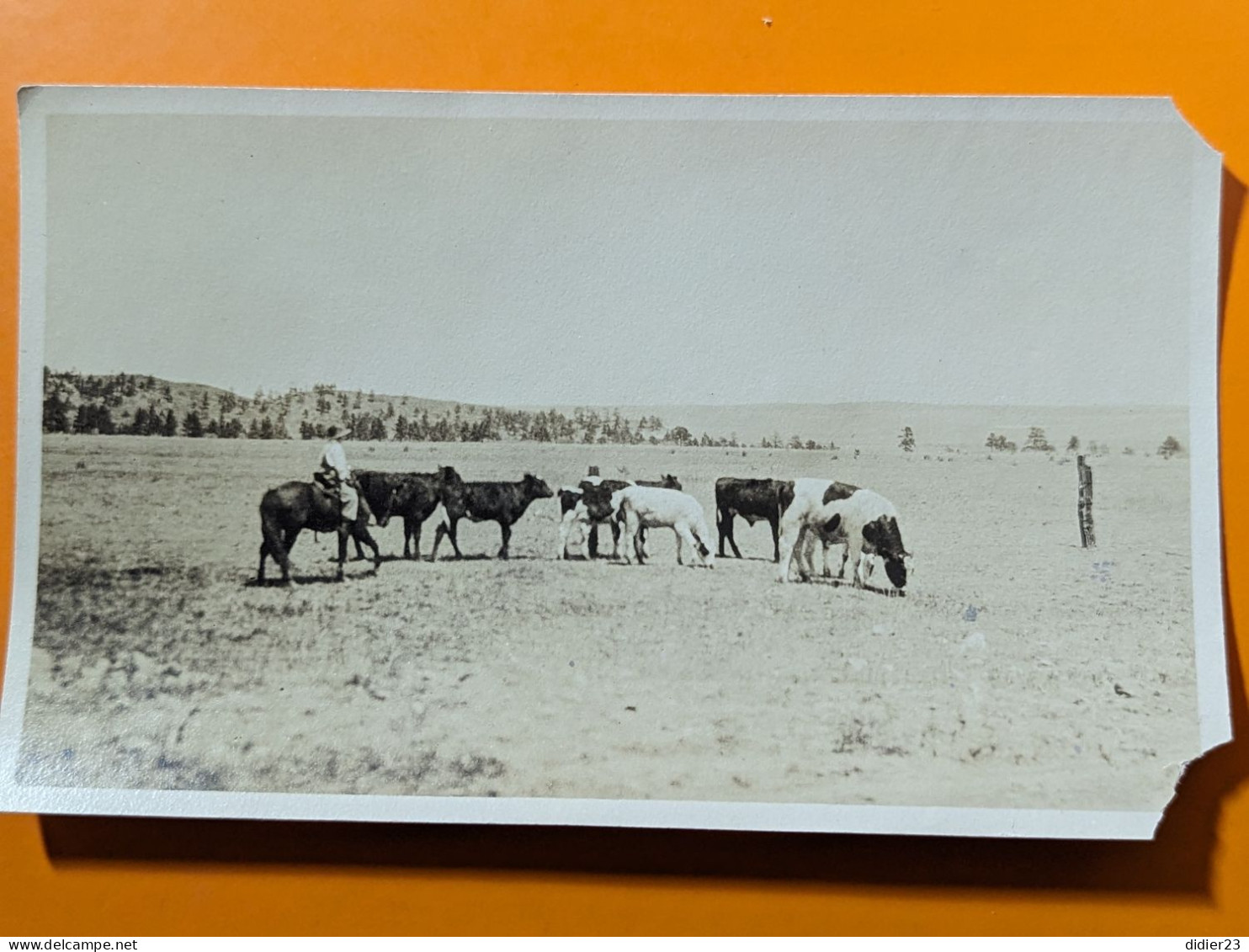 PHOTO Vers 1900 ETATS UNIS MISSOURI VILLE  PANE VALLEY  Même Lot Que 1914152532 VACHE CHEVAL - Autres & Non Classés