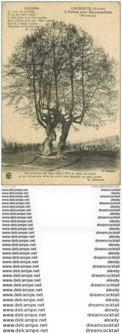 80 LUCHEUX. L'Arbre Aux Epousailles 1915 - Lucheux