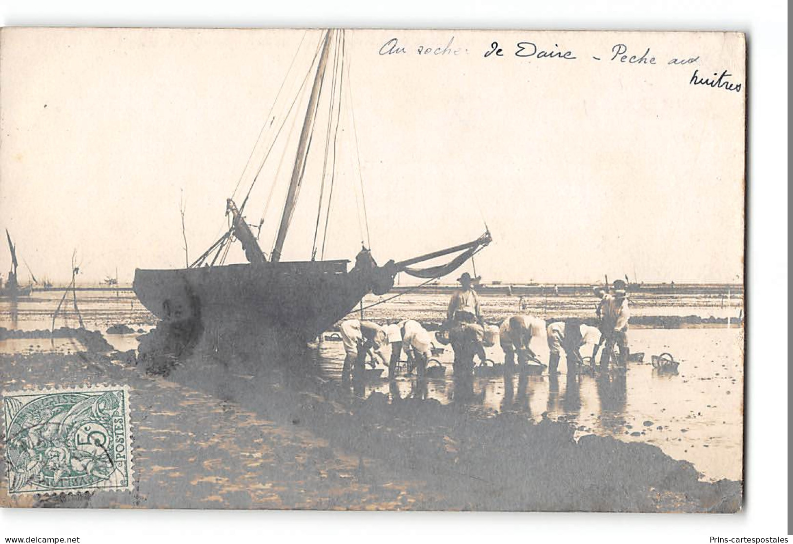 CPA 17 Marennes Carte Photo Peche Aux Huitres Au Rocher De Daire - Marennes