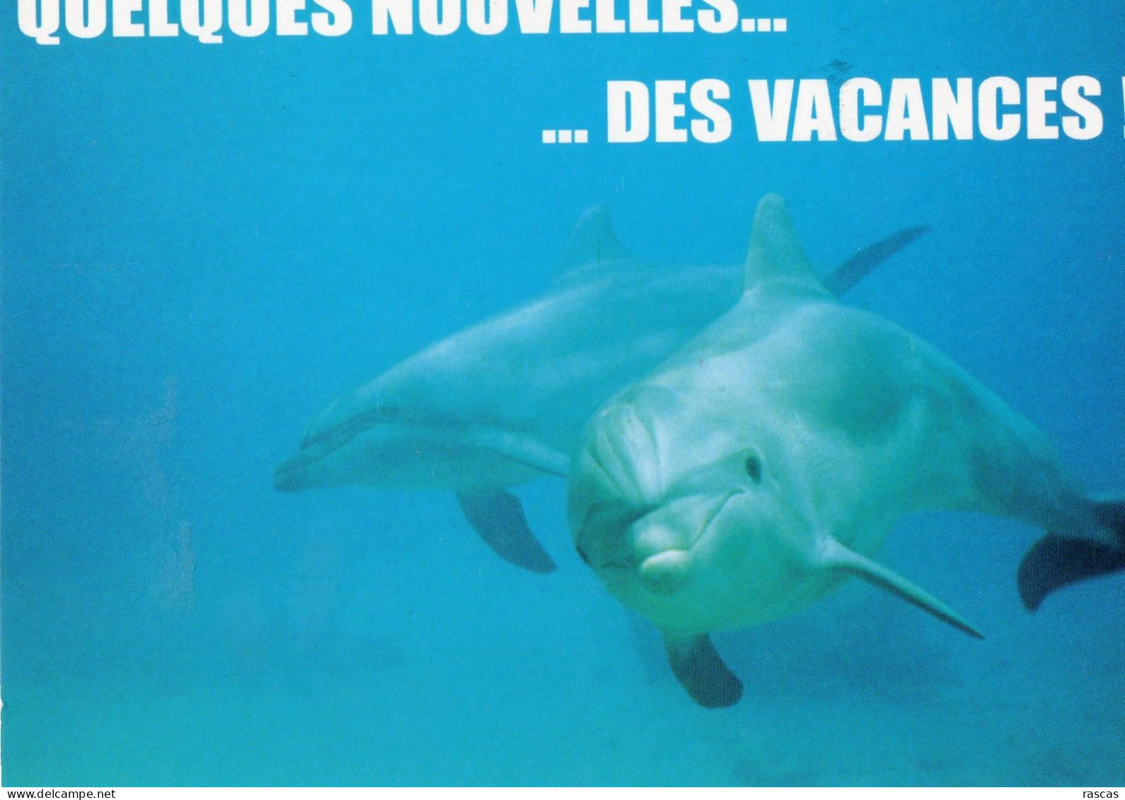 CPM - DAUPHIN - QUELQUES NOUVELLES DES VACANCES ! - Dolphins