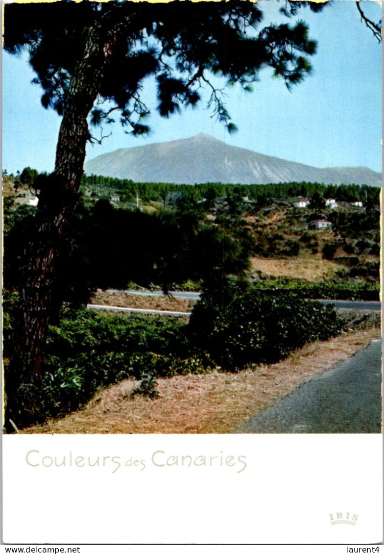 29-11-2023 (3 V 42) Spain - Color Of Canary Islands (trees) - Arbres