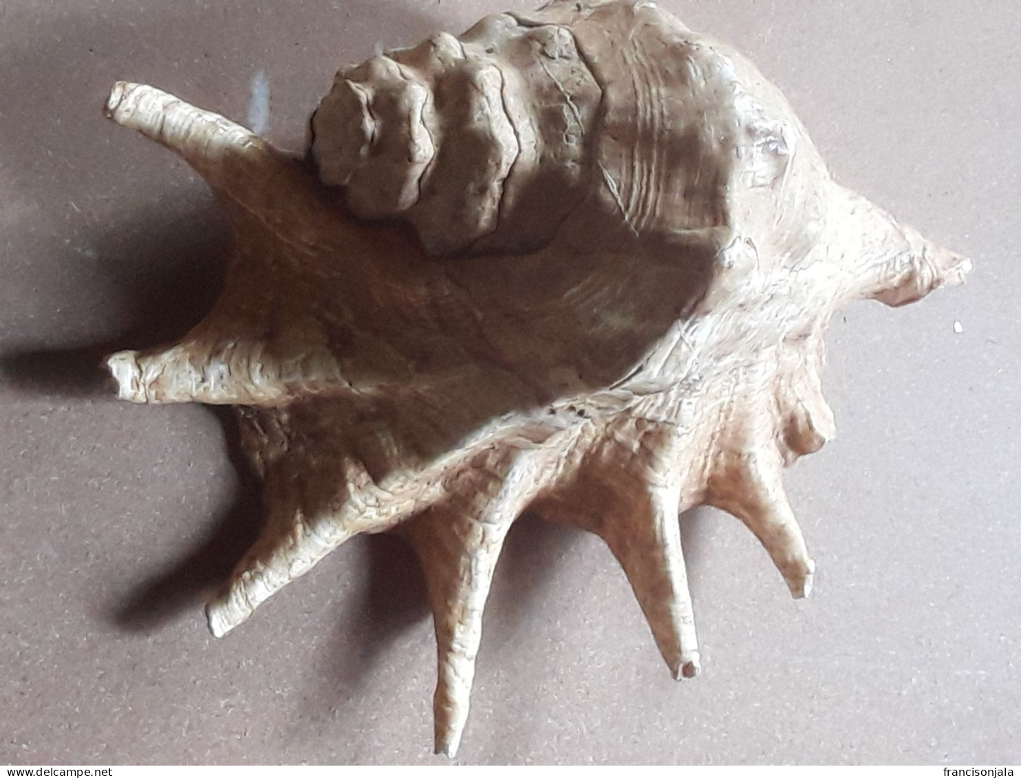 Giant Sea Shell - Conchas Y Caracoles