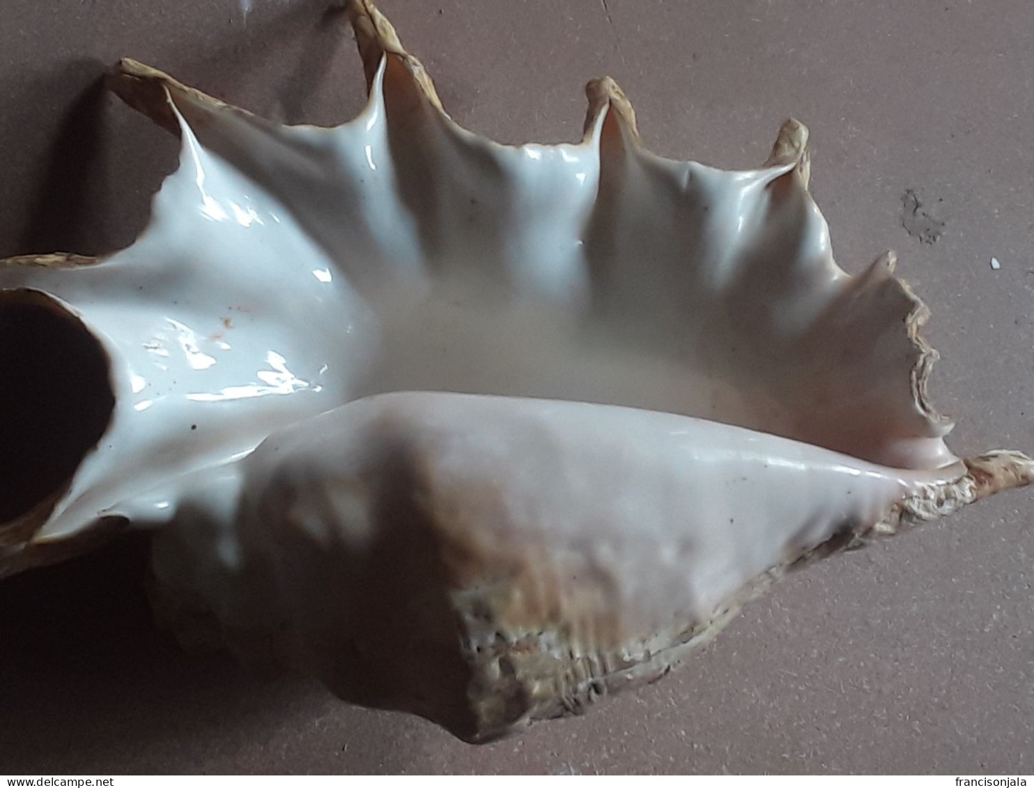 Giant Sea Shell - Coquillages