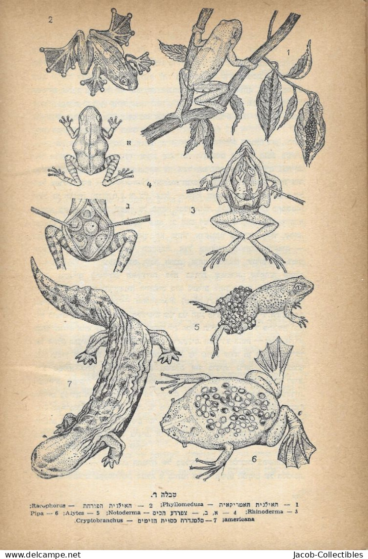 Zoology Animals - Hebrew זואולוגיה מרגולין 1958 - School
