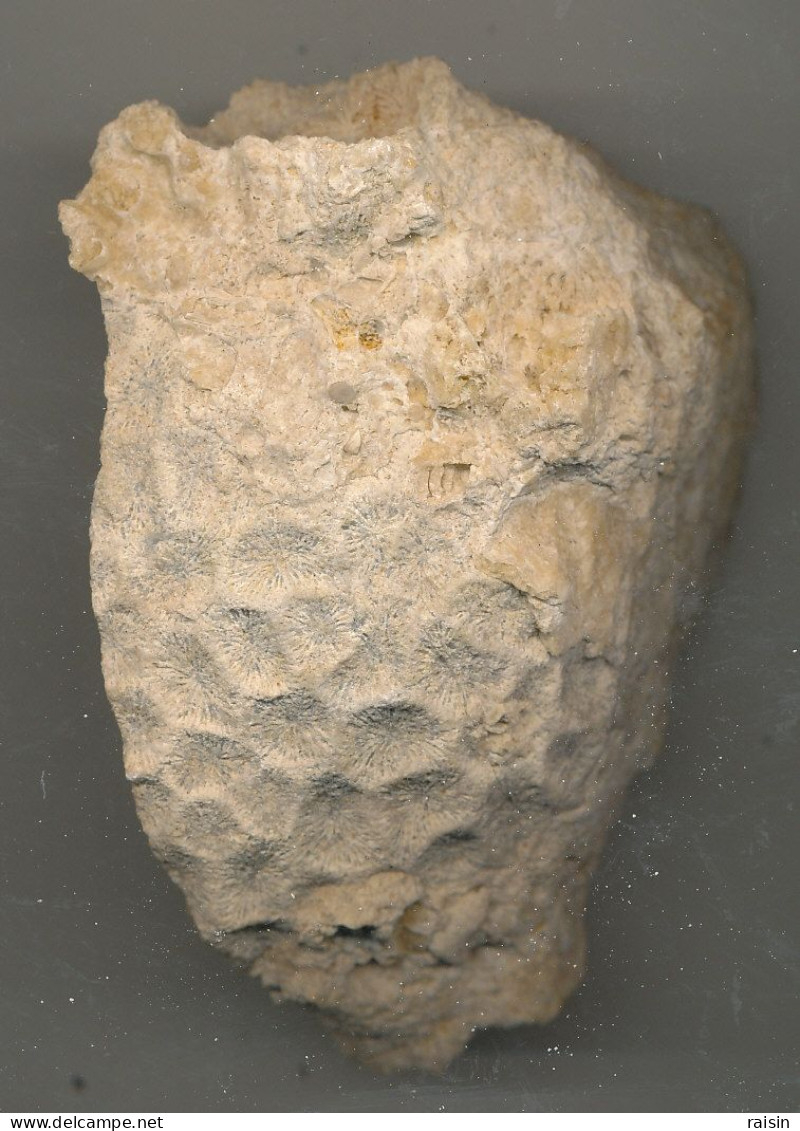 Fossiles De Polypier Marin Sur Géode Quartz 55 Millions D'années France - Fossils