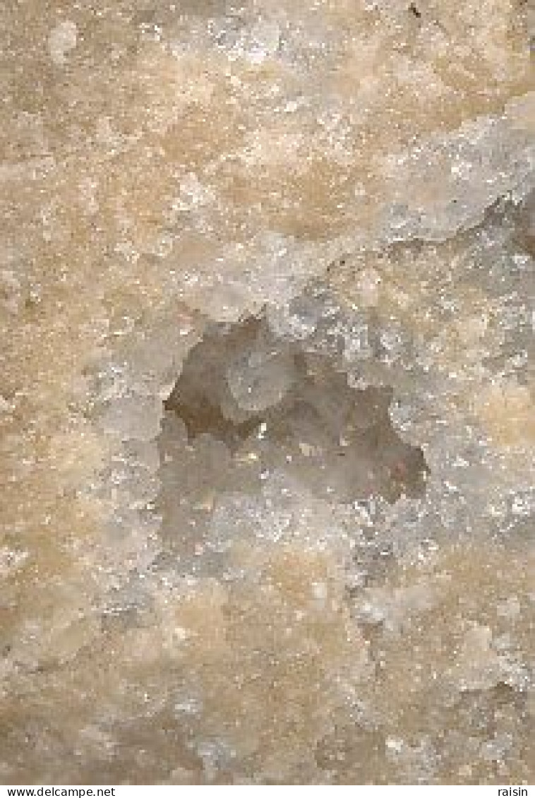 Fossiles De Polypier Marin Sur Géode Quartz 55 Millions D'années France - Fossilien