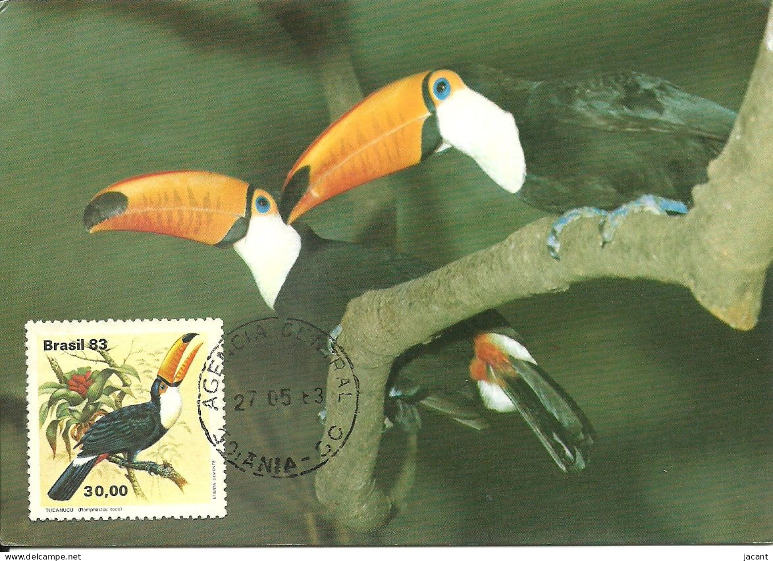 Carte Maximum - Oiseaux - Brasil Bresil - Tucano Toco - Toucan - Rhamphastos Toco - Maximumkarten