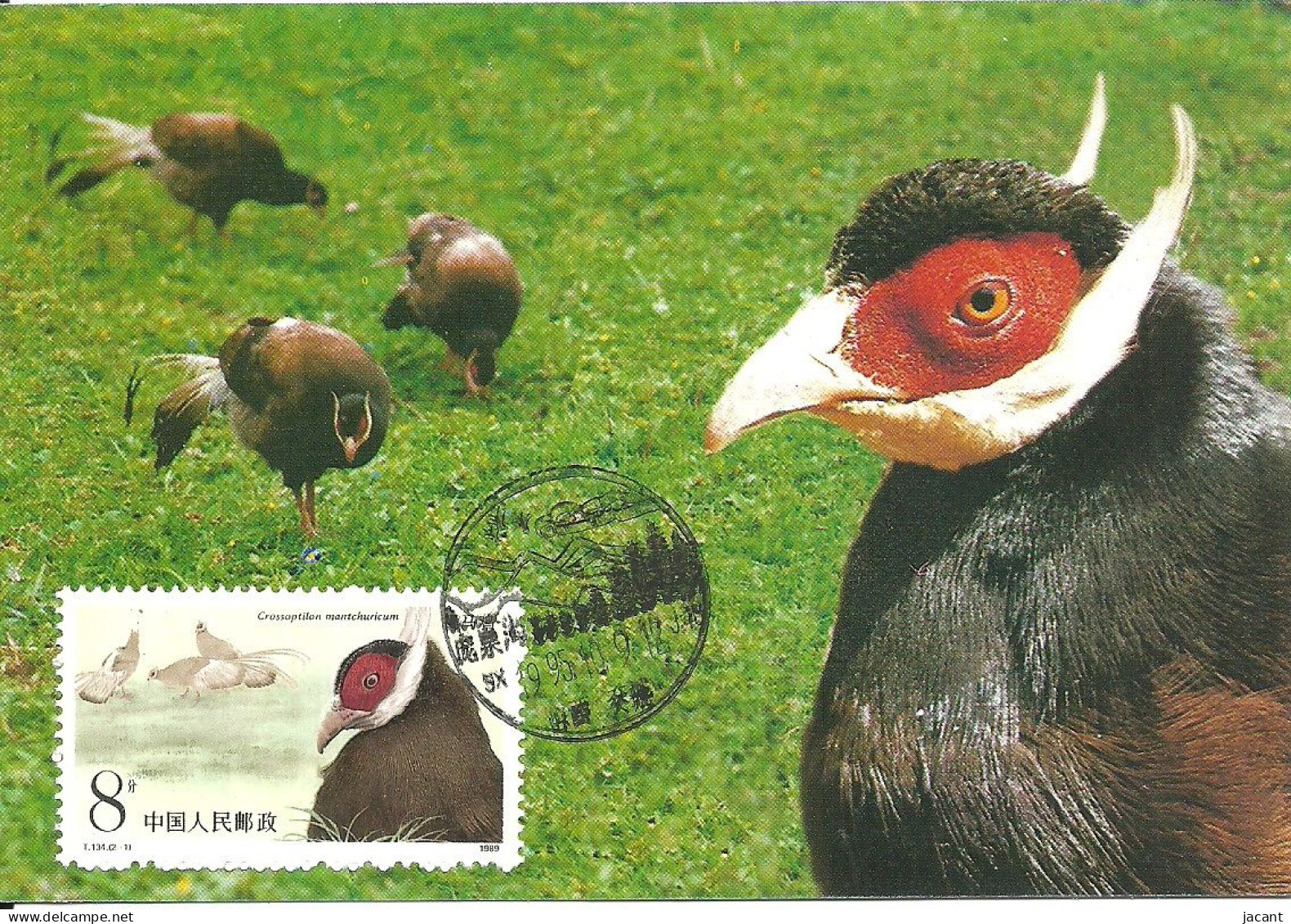 Carte Maximum - Oiseaux - Chine - Faisão - Hokki Brun - Brown Eared Pheasant - Crossoptilon Mantchuricum - Maximumkaarten