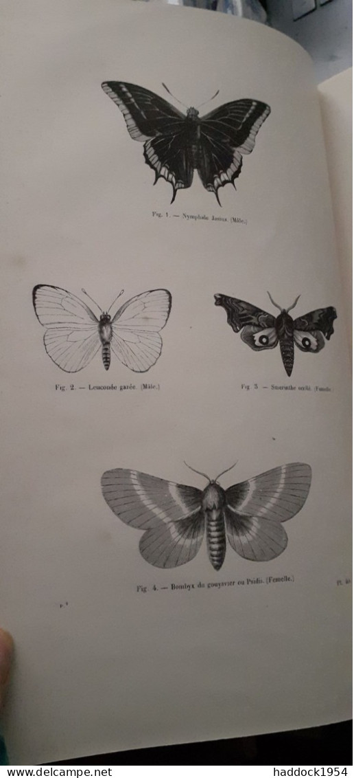 Papillons Encyclopèdie D'histoire Naturelle DR CHENU H.LUCAS 1857 - Encyclopedieën