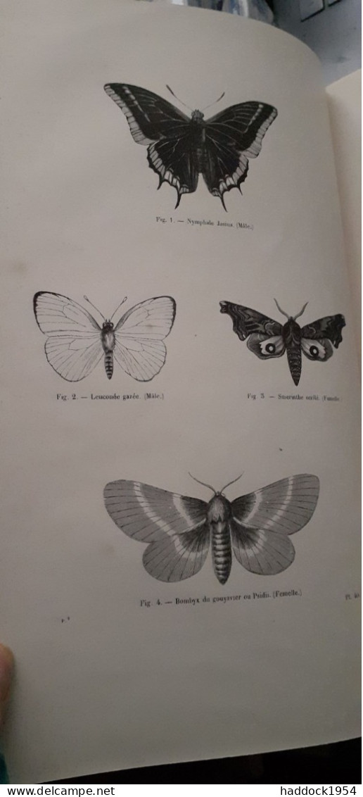 Papillons Et Papillons Nocturnes Encyclopèdie D'histoire Naturelle DR CHENU H.LUCAS 1857 - Encyclopédies