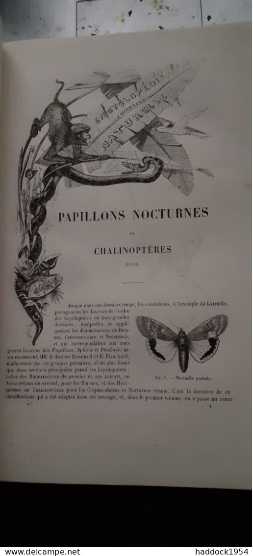 Papillons Et Papillons Nocturnes Encyclopèdie D'histoire Naturelle DR CHENU H.LUCAS 1857 - Enzyklopädien