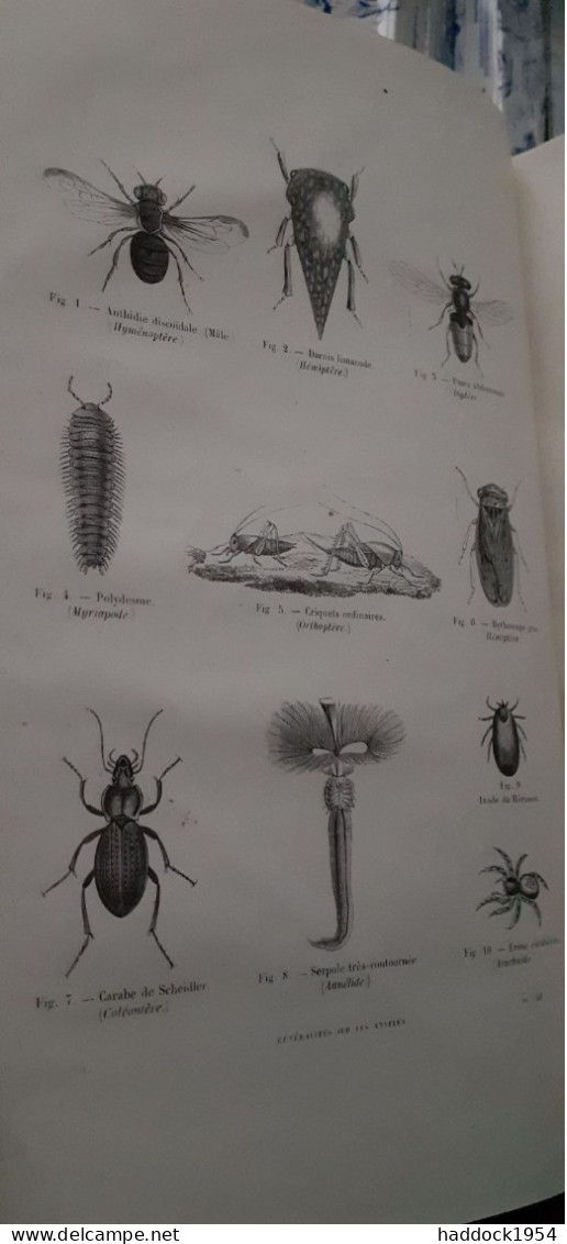 Annelés Encyclopèdie D'histoire Naturelle DR CHENU E. DESMAREST 1859 - Enzyklopädien