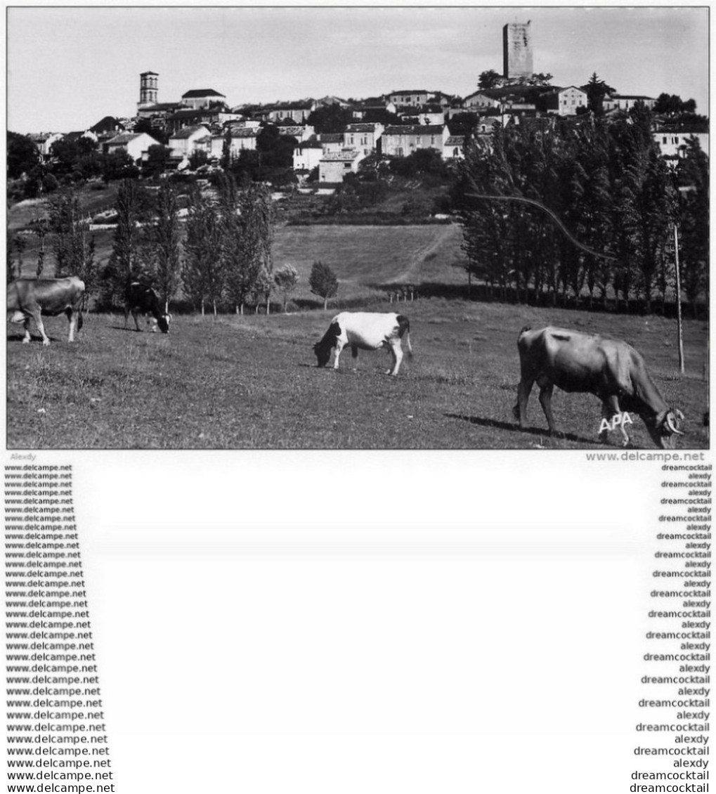 Photo Cpsm Cpm 46 MONTCUQ 1961 Village Et Vaches - Montcuq