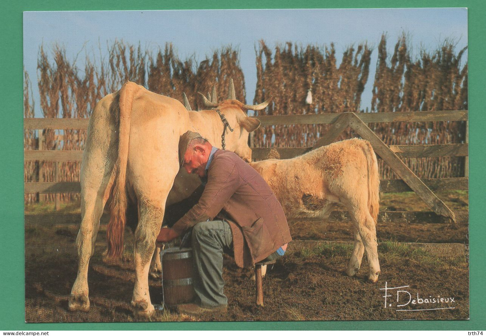 Traite De La Vache, Veau Et Sa Mère Photos Francis Debaisieux - Taureaux