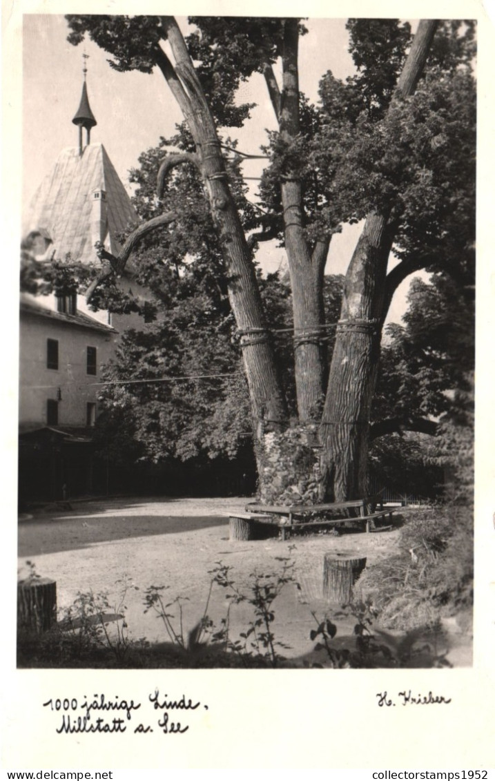 MILLSTATT, 1000 YEAR OLD LINDEN TREE, ARCHITECTURE, AUSTRIA - Millstatt