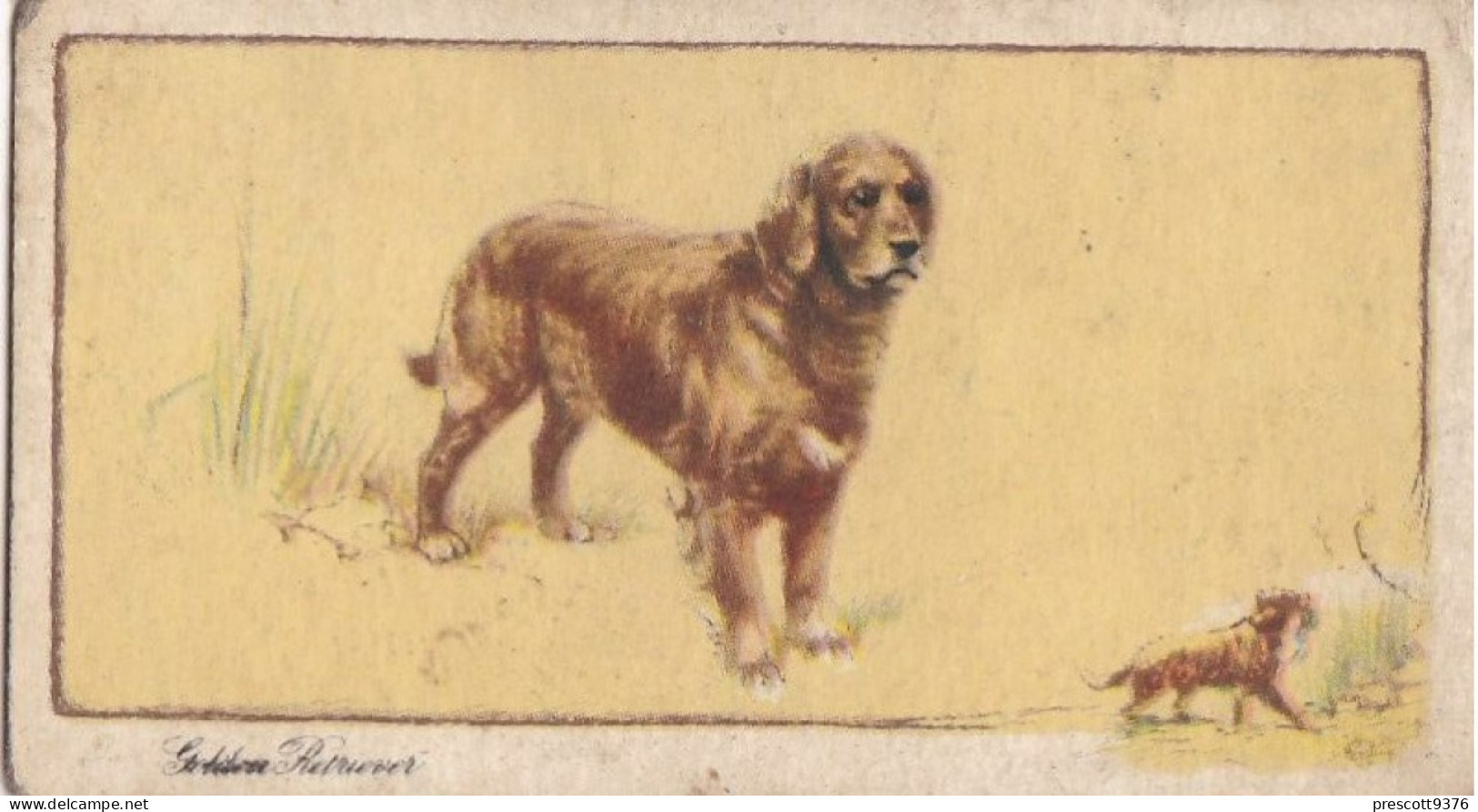 1 Golden Retriever   - Dogs 1938 -  Gallahers Cigarettes - Original - - Gallaher