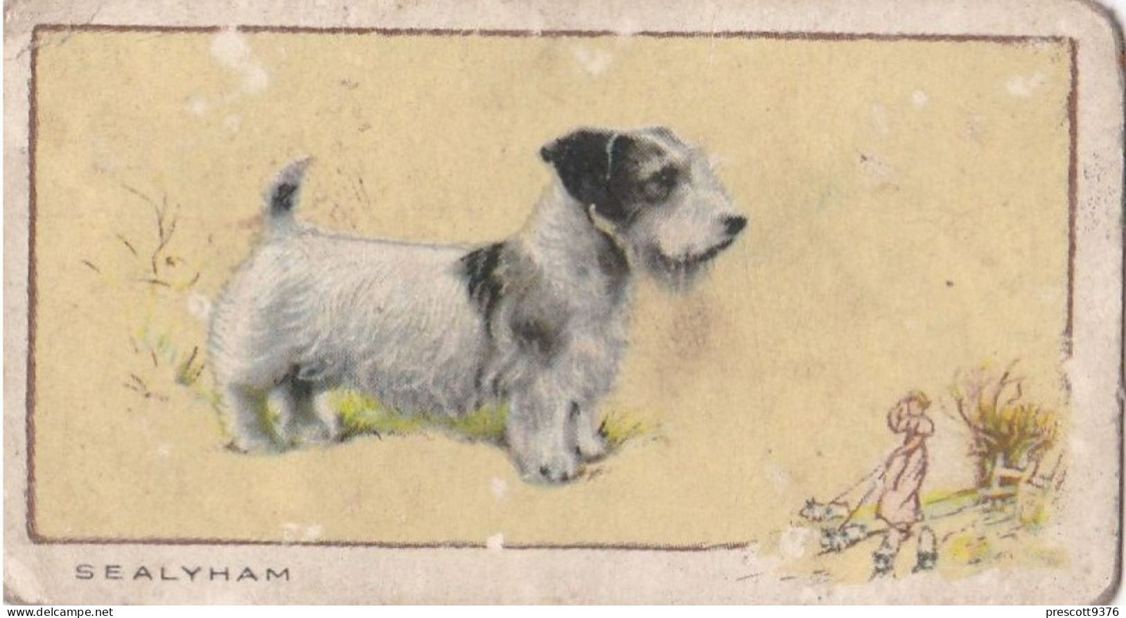 5 Sealeyham Terrier   - Dogs 1938 -  Gallahers Cigarettes - Original - - Gallaher