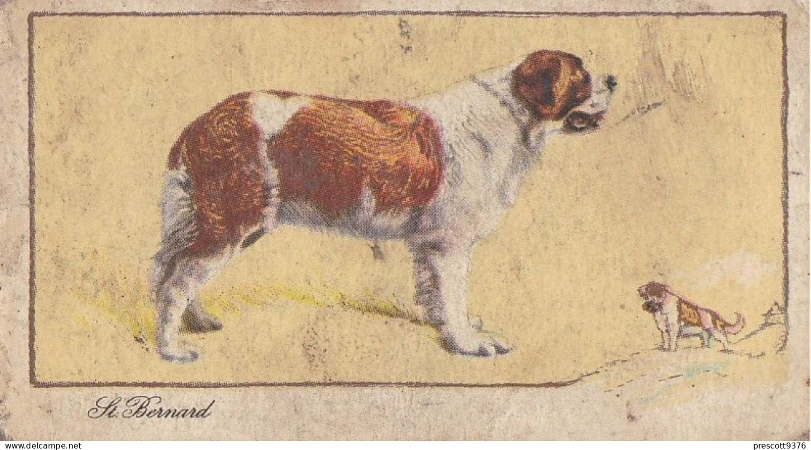 22 St Bernard  - Dogs 1938 -  Gallahers Cigarettes - Original - - Gallaher