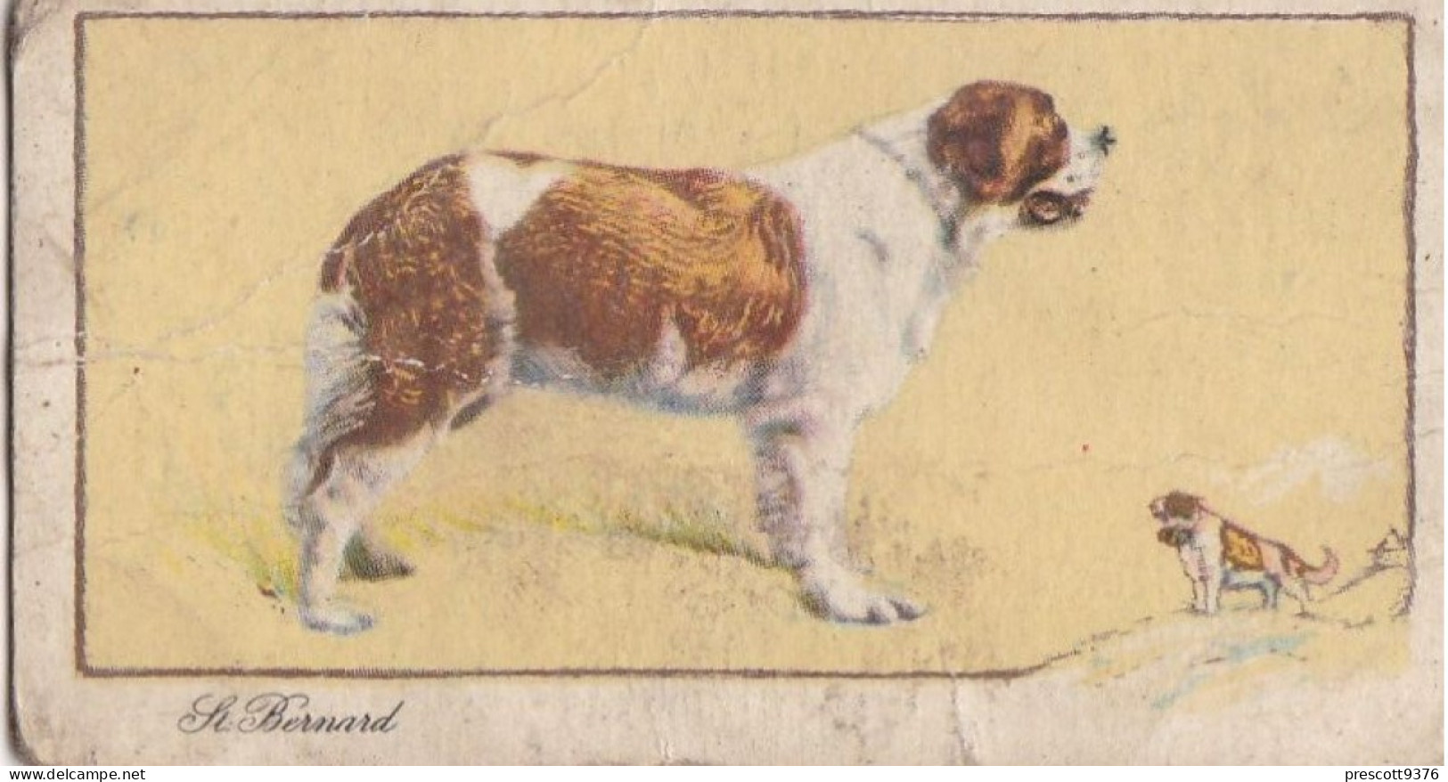 22 St Bernard  - Dogs 1938 -  Gallahers Cigarettes - Original - - Gallaher