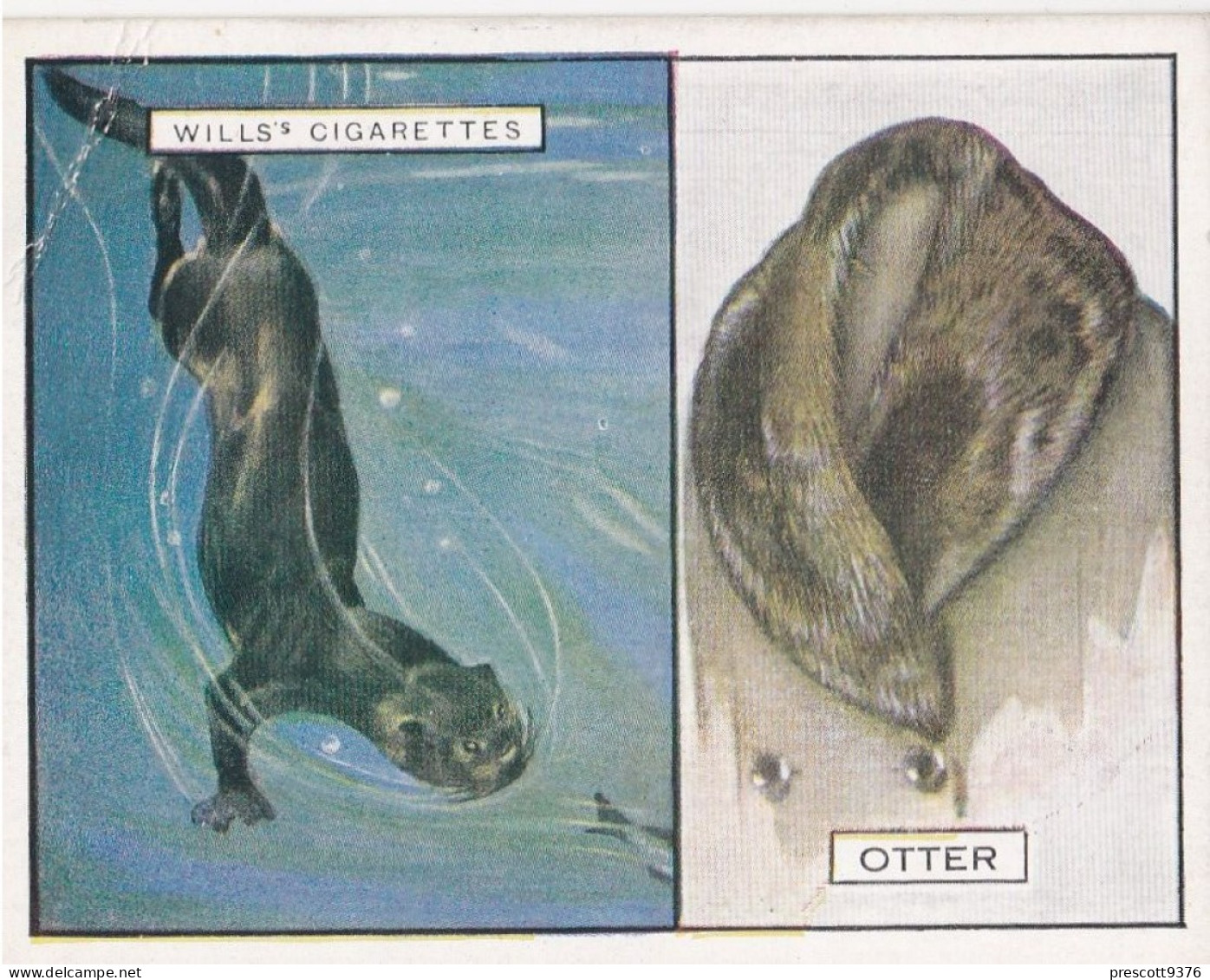 17 Sea Otter - Animals & Their Furs 1929 -  Wills Cigarettes - Original - L Size - - Wills