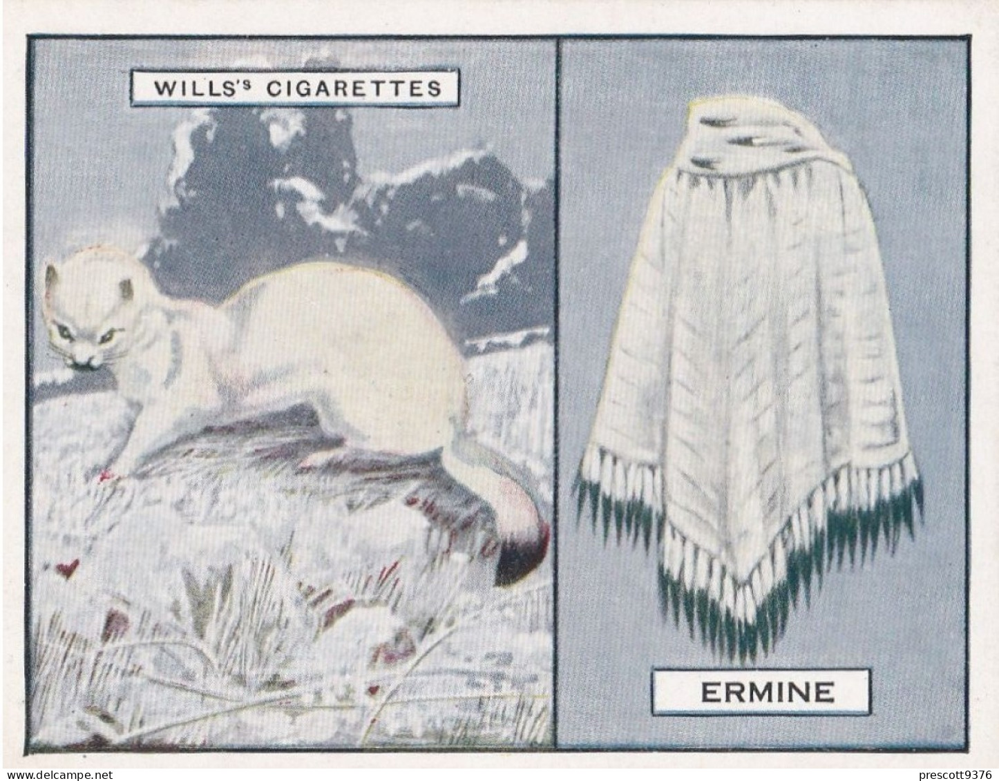 5 Ermine - Animals & Their Furs 1929 -  Wills Cigarettes - Original - L Size - - Wills