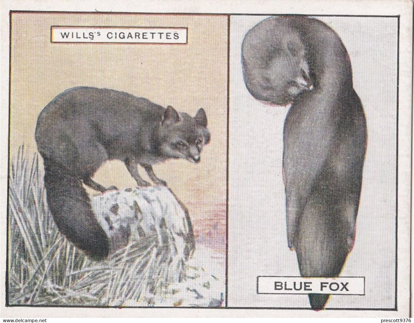 7 Blue Fox - Animals & Their Furs 1929 -  Wills Cigarettes - Original - L Size - - Wills